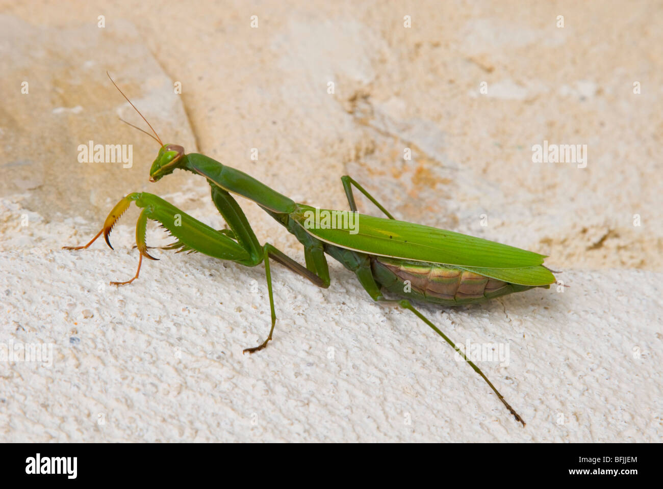 Close up de chasser sur une véranda Mantis villa dans le sud de la France Banque D'Images