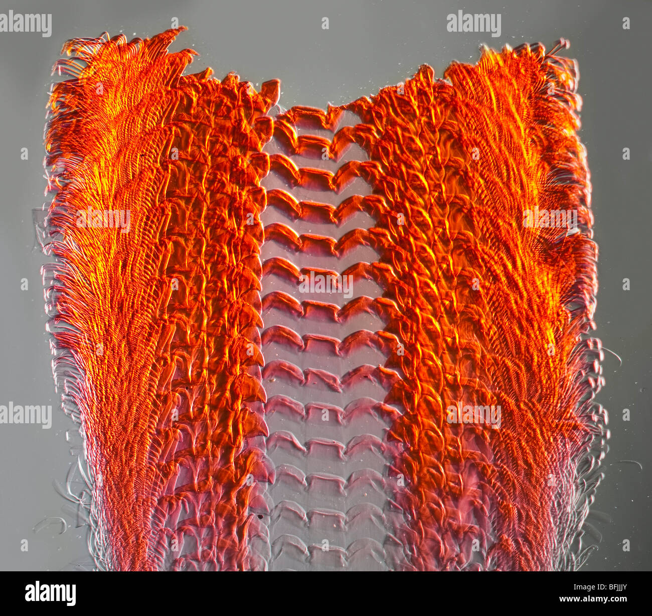 Photomicrographie de Haliotis sp. radulla montrant les dents comme les structures Banque D'Images