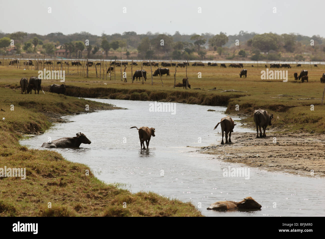 Le bétail dans le marais/lagon d'Arugam Bay, au Sri Lanka. Banque D'Images