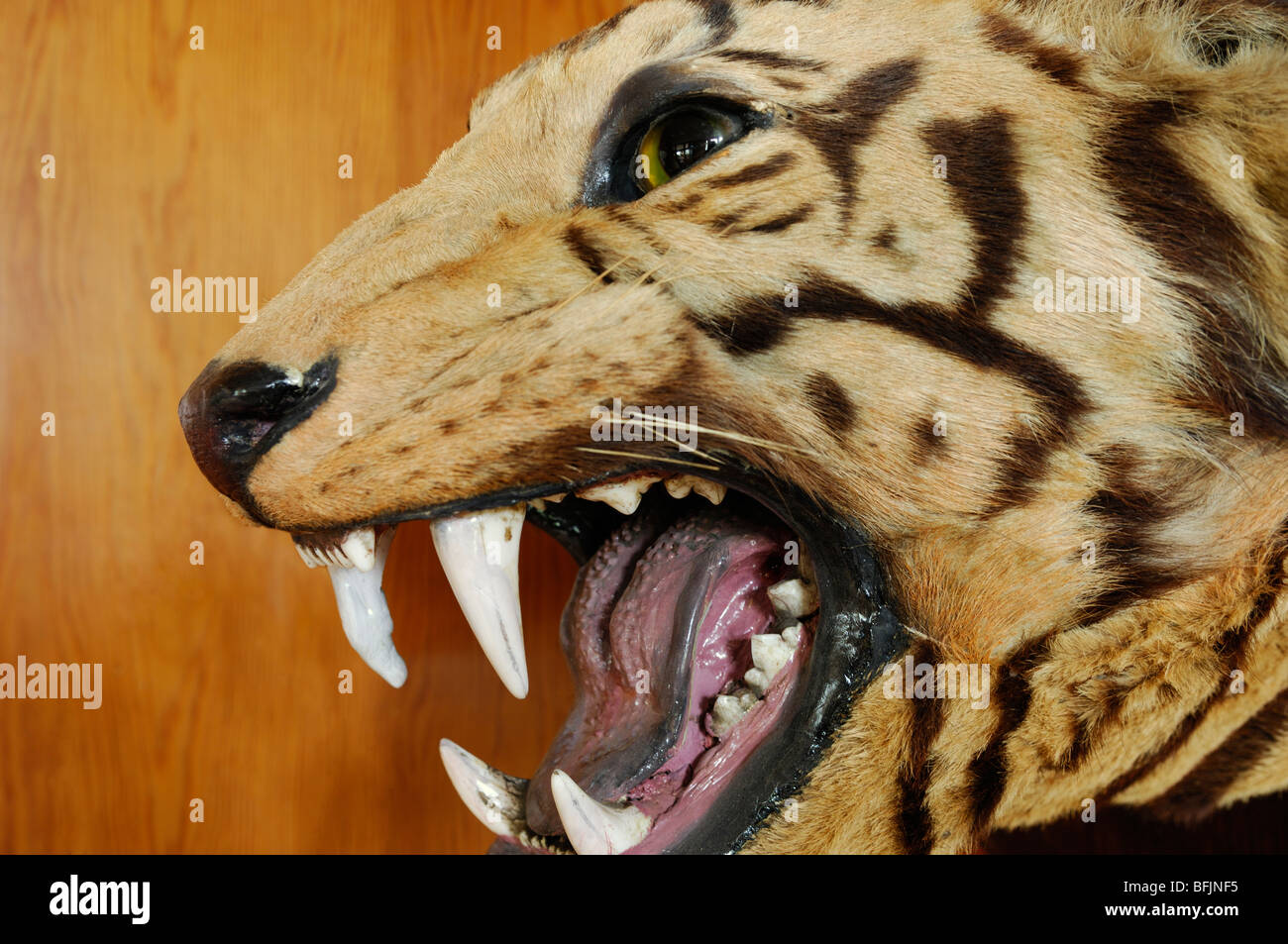 Tête de tigre peluche baring dents pointues close up Banque D'Images