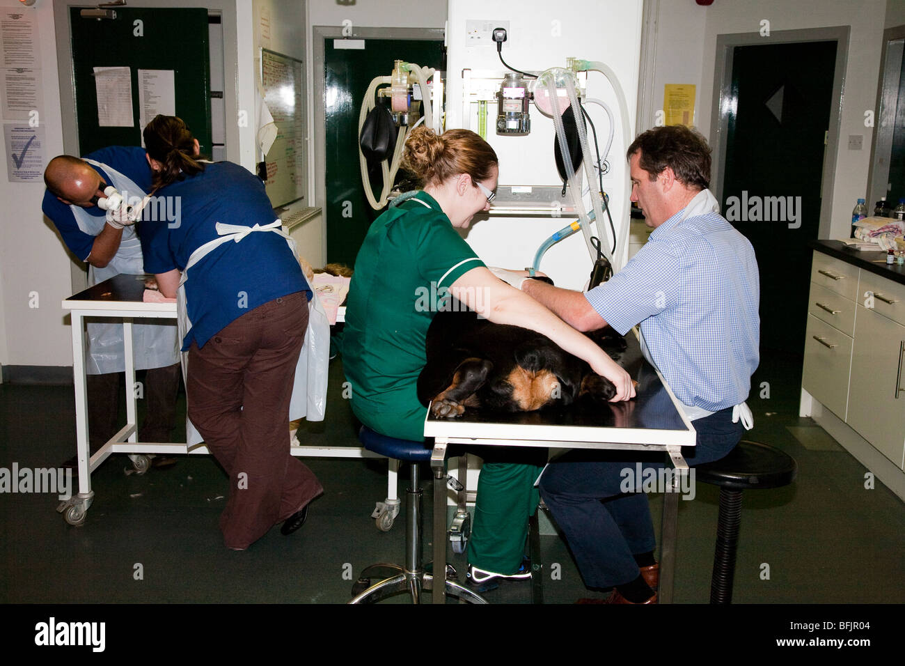 La salle de préparation dans une clinique vétérinaire de la UK Banque D'Images
