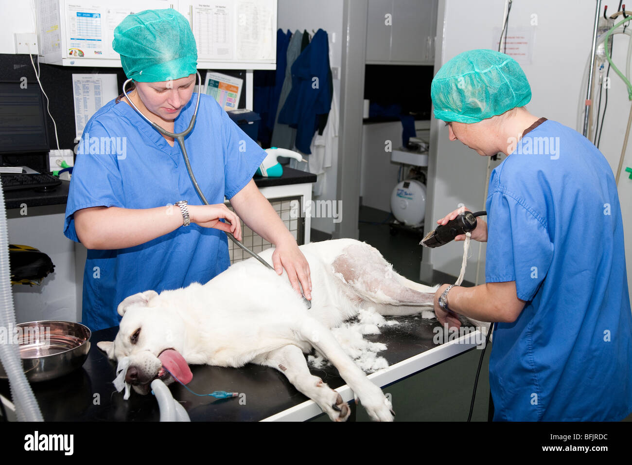 Auxiliaires vétérinaires Préparer un chien pour la chirurgie Banque D'Images Auxiliaires vétérinaires Préparer un chien pour la chirurgie Banque D'Images