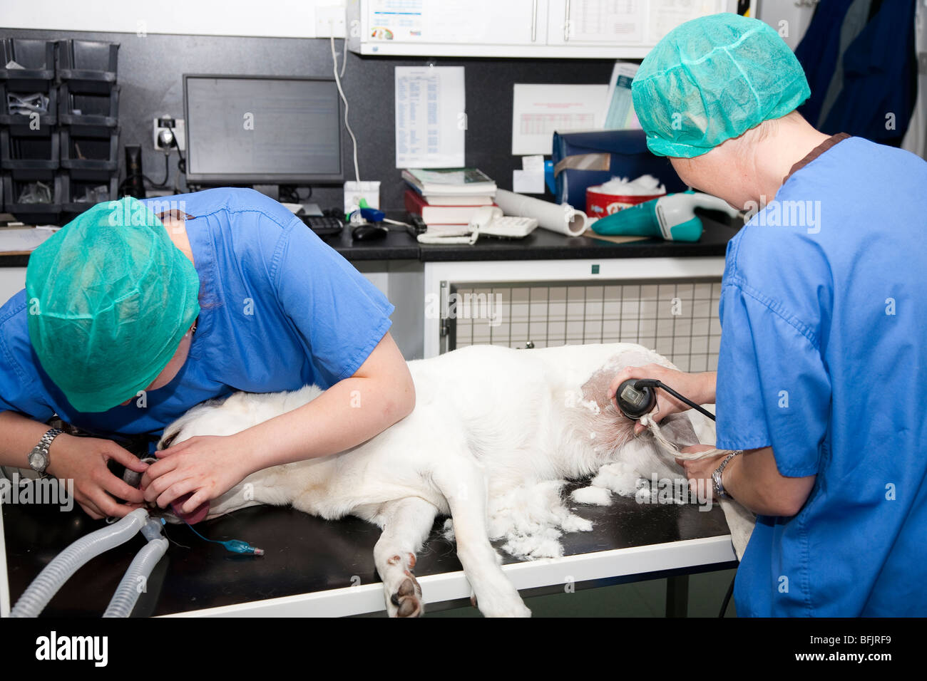 Auxiliaires vétérinaires Préparer un chien pour la chirurgie Banque D'Images Auxiliaires vétérinaires Préparer un chien pour la chirurgie Banque D'Images
