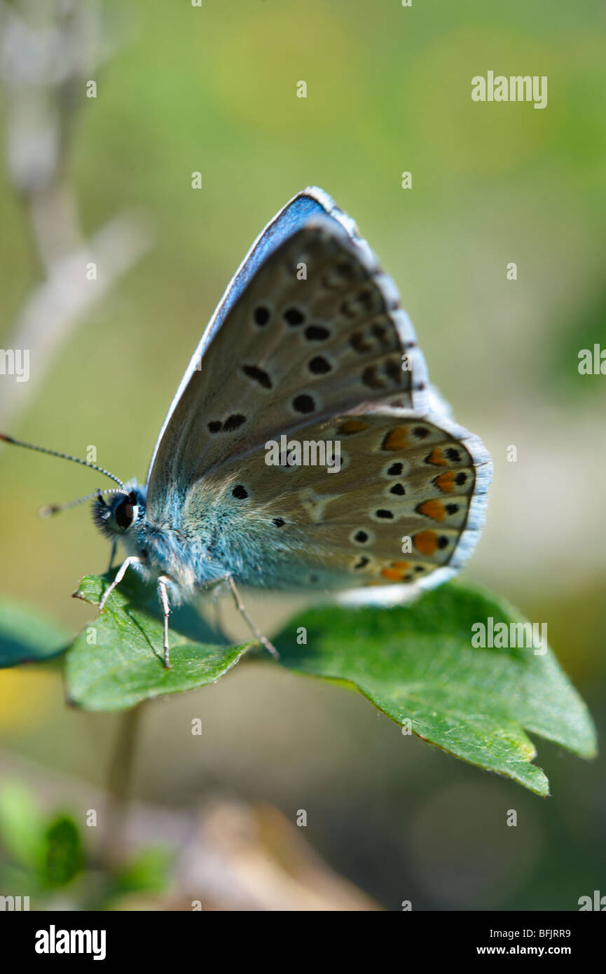 Papillon Bleu Alcon de montagne sur l'île de Brač, Croatie Banque D'Images