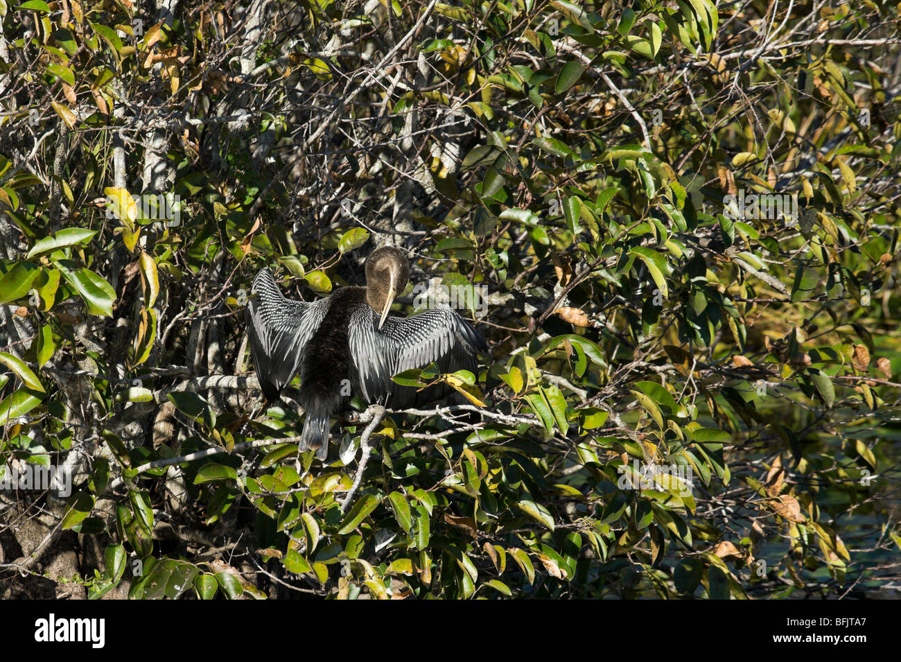 L'anhinga (Anhinga anhinga) sécher ses plumes au soleil, l'anhinga Trail, Royal Palm, le Parc National des Everglades, en Floride Banque D'Images