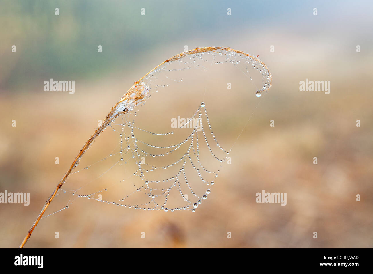 De minuscules gouttelettes d'eau sur un web araignées capturées à l'aube sur les Norfolk Broads Banque D'Images