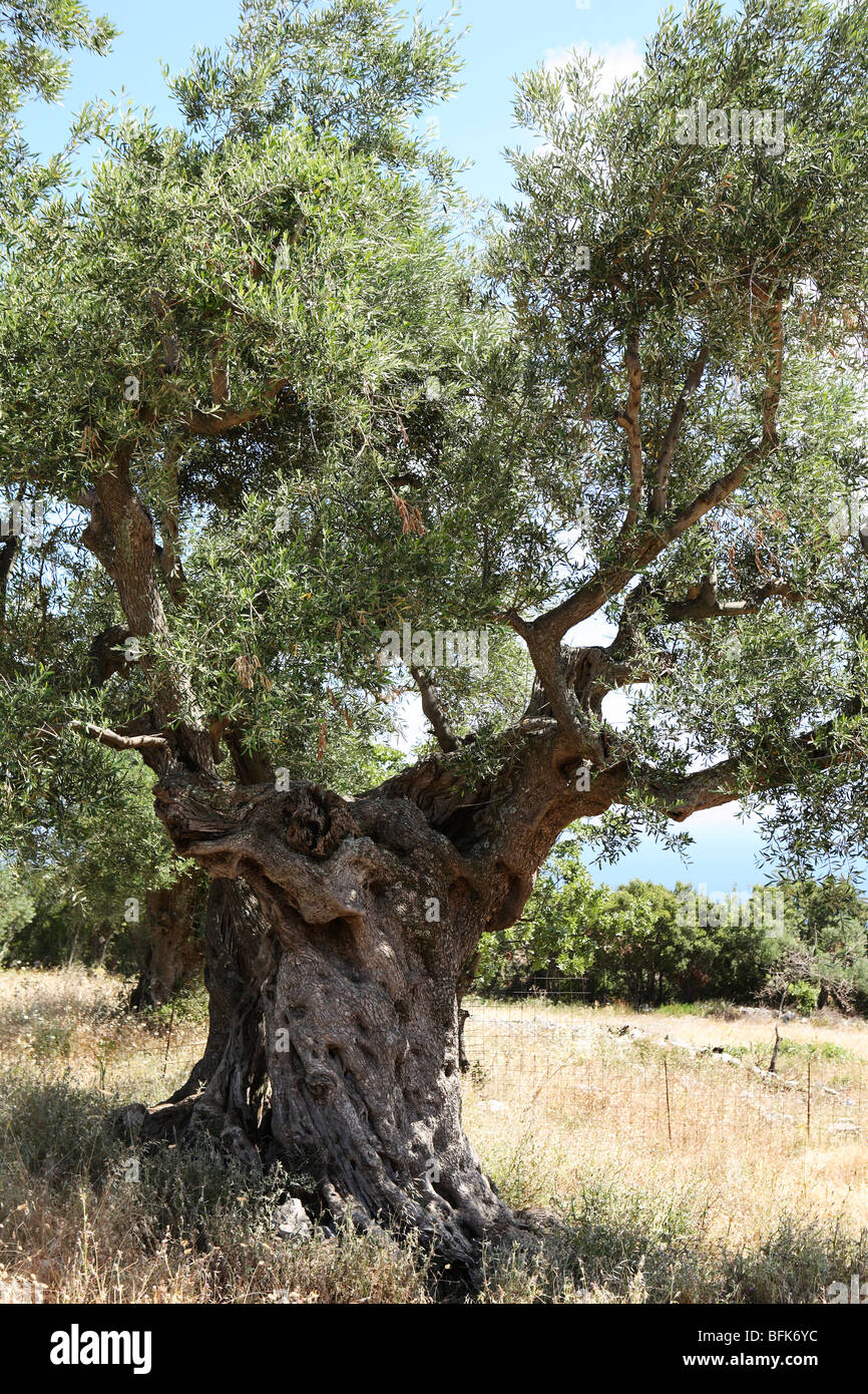 Zakynthos, Grèce Banque D'Images