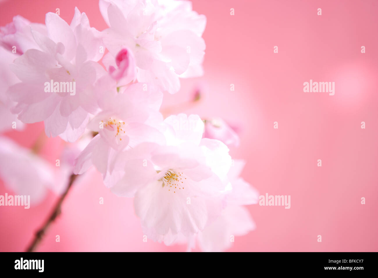 Close Up Image of Cherry Blossom Banque D'Images
