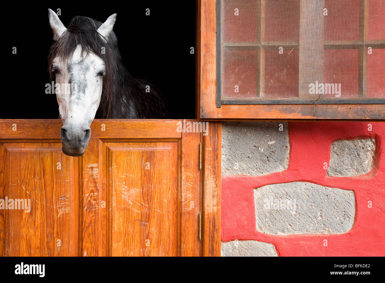Un cheval avec sa tête hors d'une porte de l'écurie sur Gran Canaria Banque D'Images