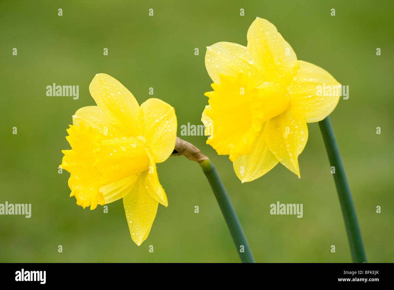Fleurs de jonquille Banque de photographies et d'images à haute résolution  - Alamy