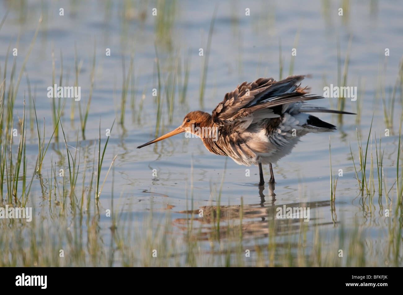 Limosa Uferschnepfe barge queue noire Banque D'Images