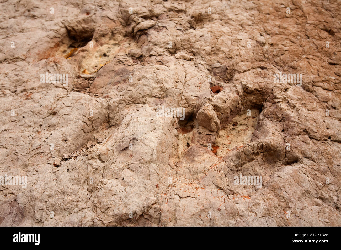 Traces de dinosaures Banque D'Images