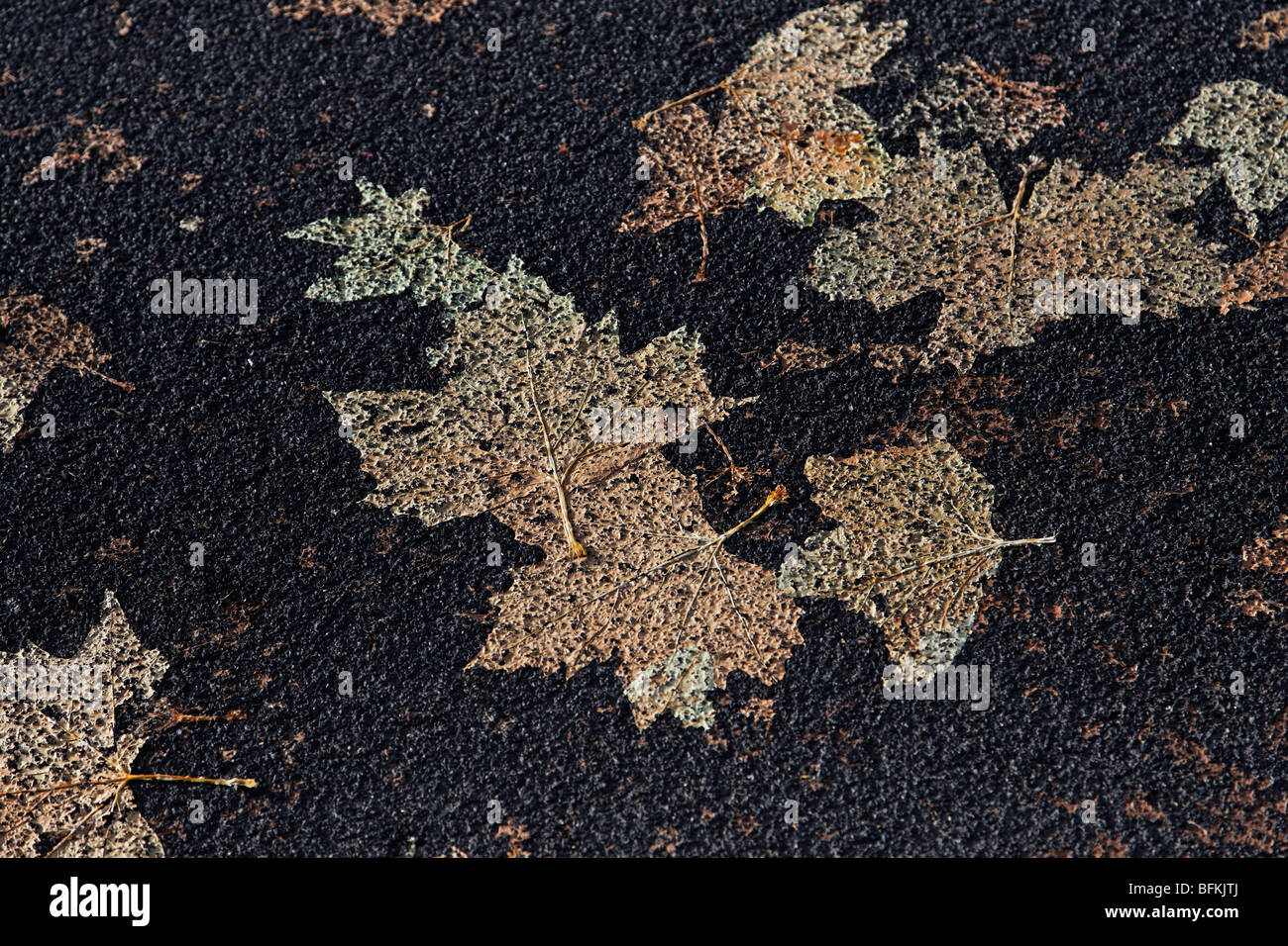 Les feuilles d'automne enfoncé dans la surface de la route Banque D'Images