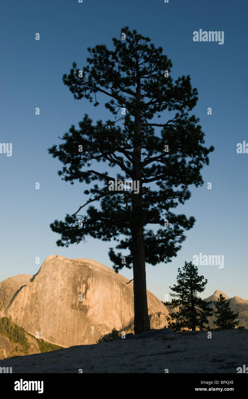 Demi Dôme et de pins au coucher du soleil, du Nord Dome, Yosemite National Park, Californie Banque D'Images