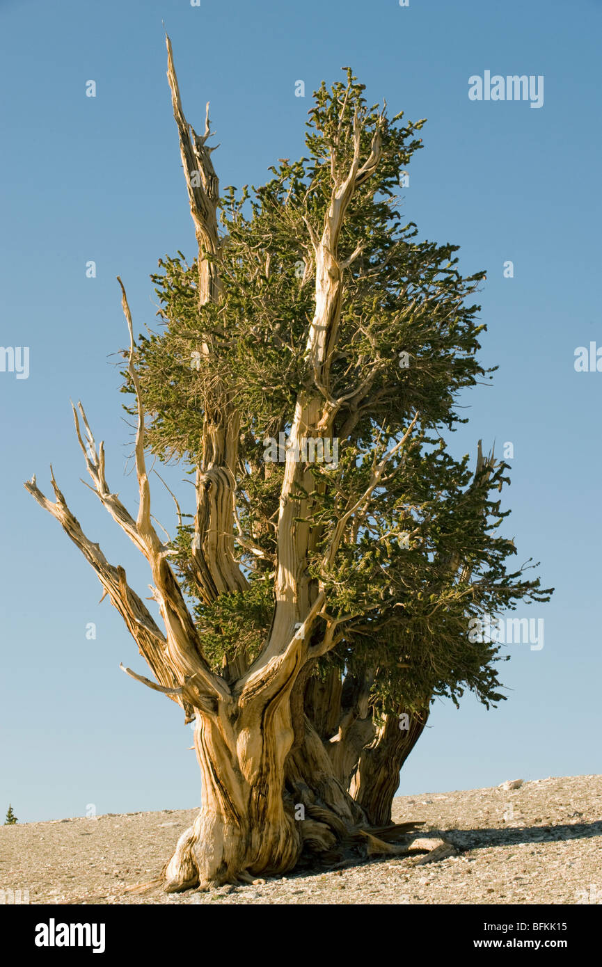 Bristlecone Pine (Pinus longaeva) de vieux arbres, montagnes Blanches, Mathusalem Grove, Californie Banque D'Images