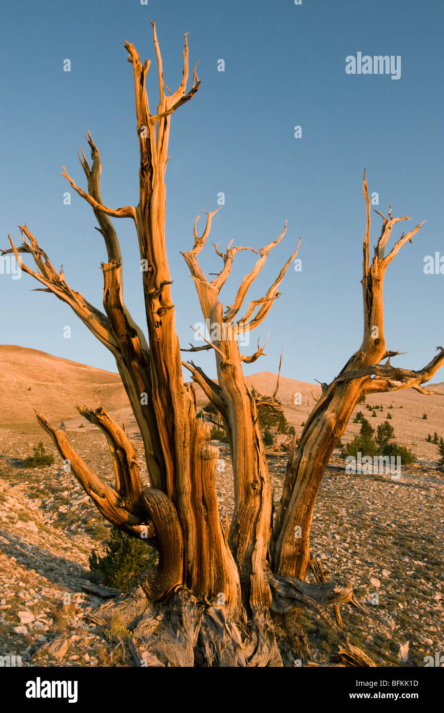 Bristlecone Pine (Pinus longaeva) de vieux arbres, montagnes Blanches, Mathusalem Grove, Californie Banque D'Images