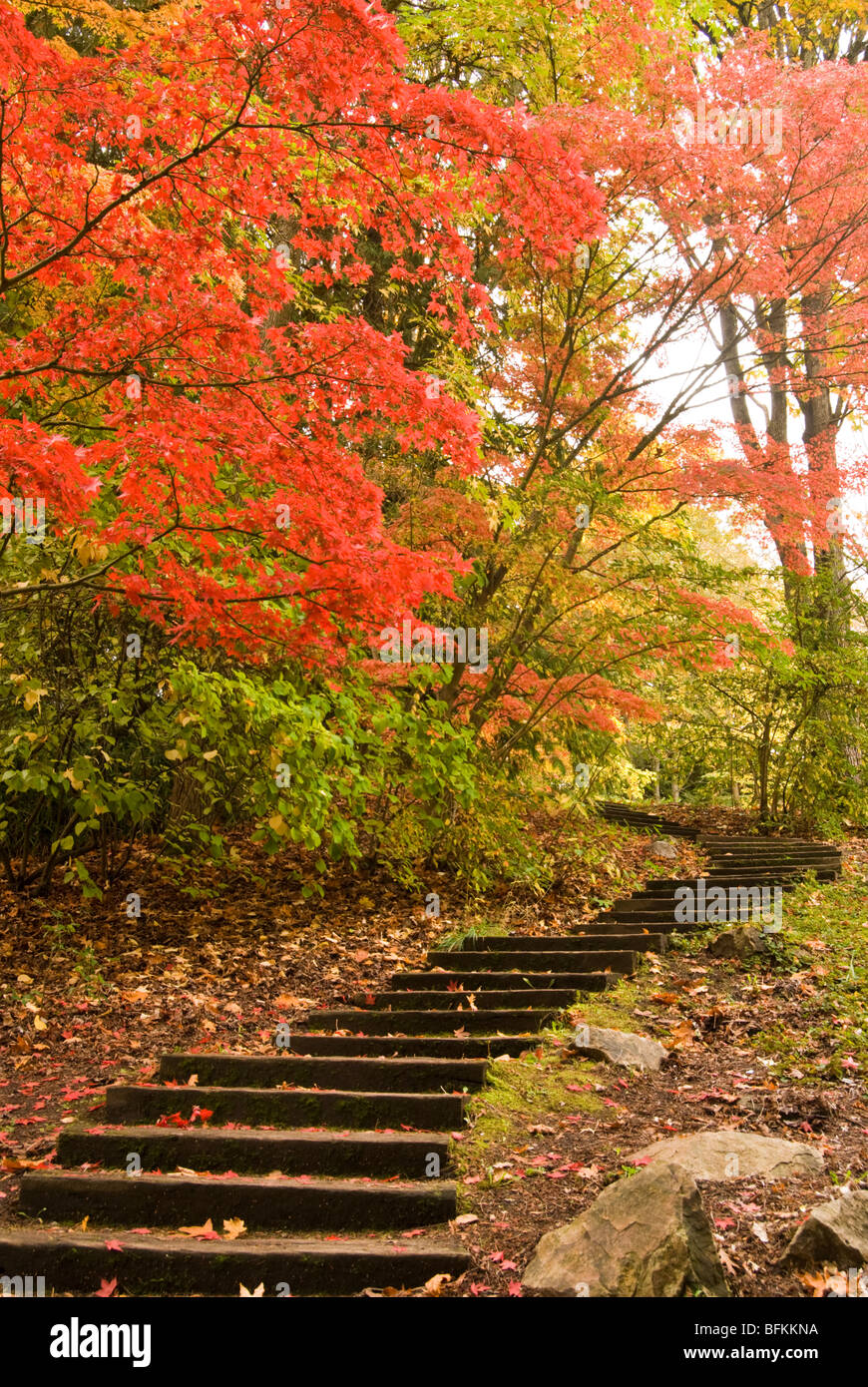 Un escalier mène au couleurs d'automne au Seattle's Washington Park Arboretum. Banque D'Images