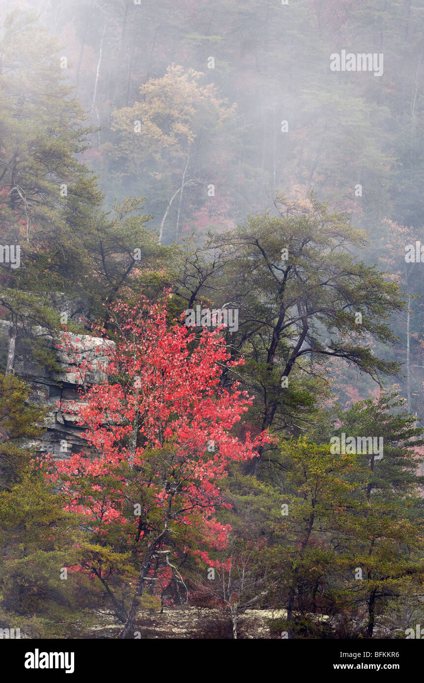 La couleur en automne et le brouillard à l'automne Creek Falls State Park, New York Banque D'Images