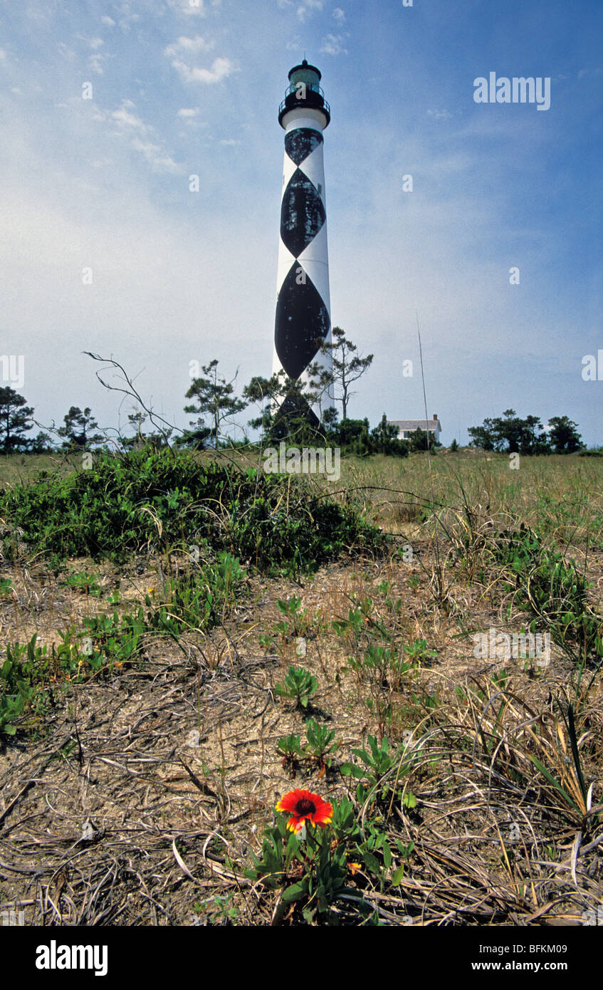 Cape Lookout Lighthouse et indian paintbrush Blossom sur base du sud de l'île Banks en Caroline du Nord Banque D'Images