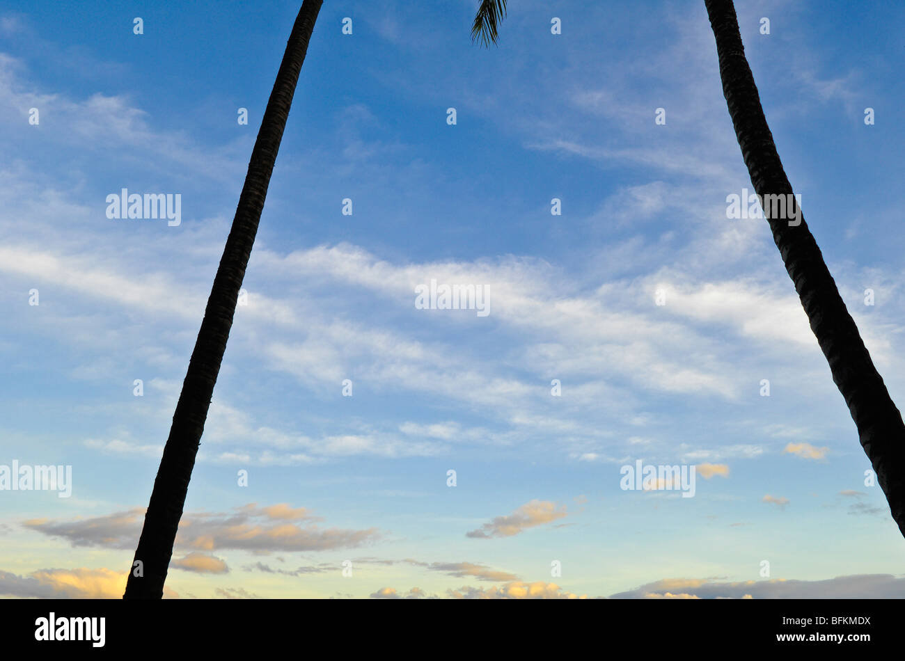 Cocotier de troncs d'arbre et le ciel ; Wailea, Maui, Hawaï. Banque D'Images