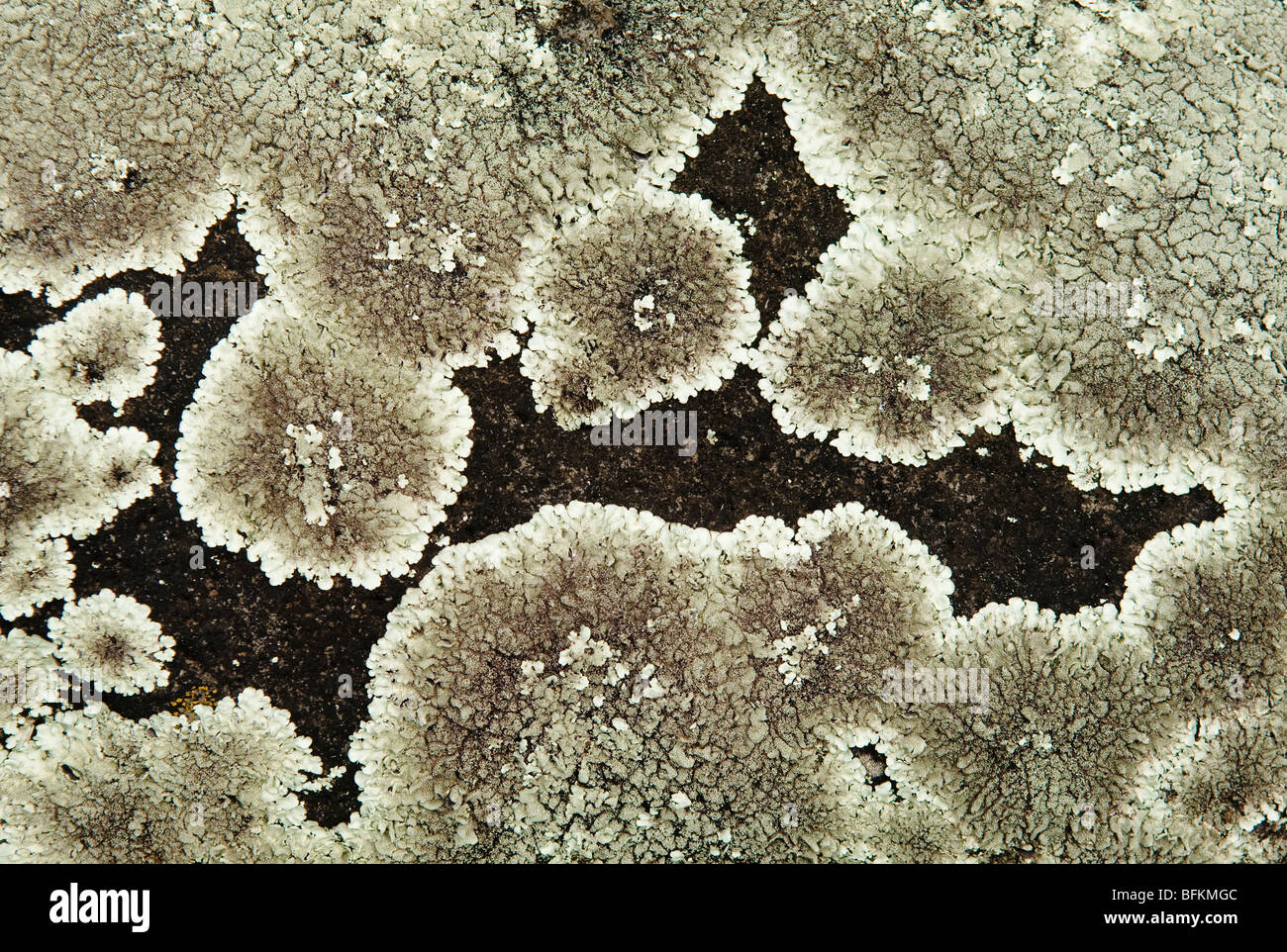 Le lichen sur la pierre de lave ; Waihe'e Vallée, Maui, Hawaii. Banque D'Images