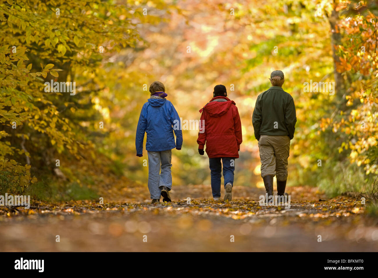 Randonnées en automne dans les montagnes Adirondack de l'État de New York - USA - Affiche American mélèzes (Larix laricina) à l'automne Banque D'Images