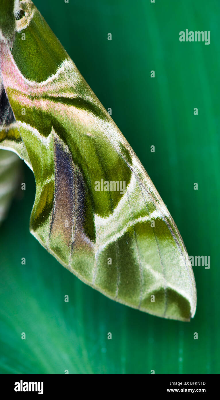 Daphnis nerii. Oleander Hawk moth. Résumé motif aile camouflage Banque D'Images