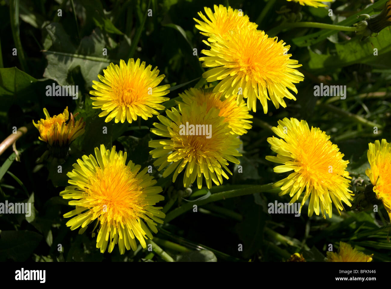 Le pissenlit, Taraxacum officinale Banque D'Images