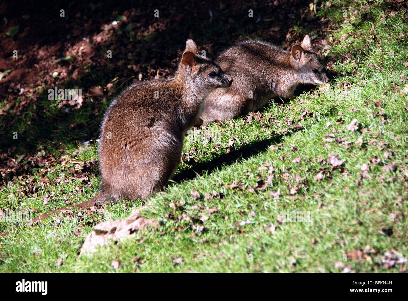 Wallabies de marais Banque D'Images