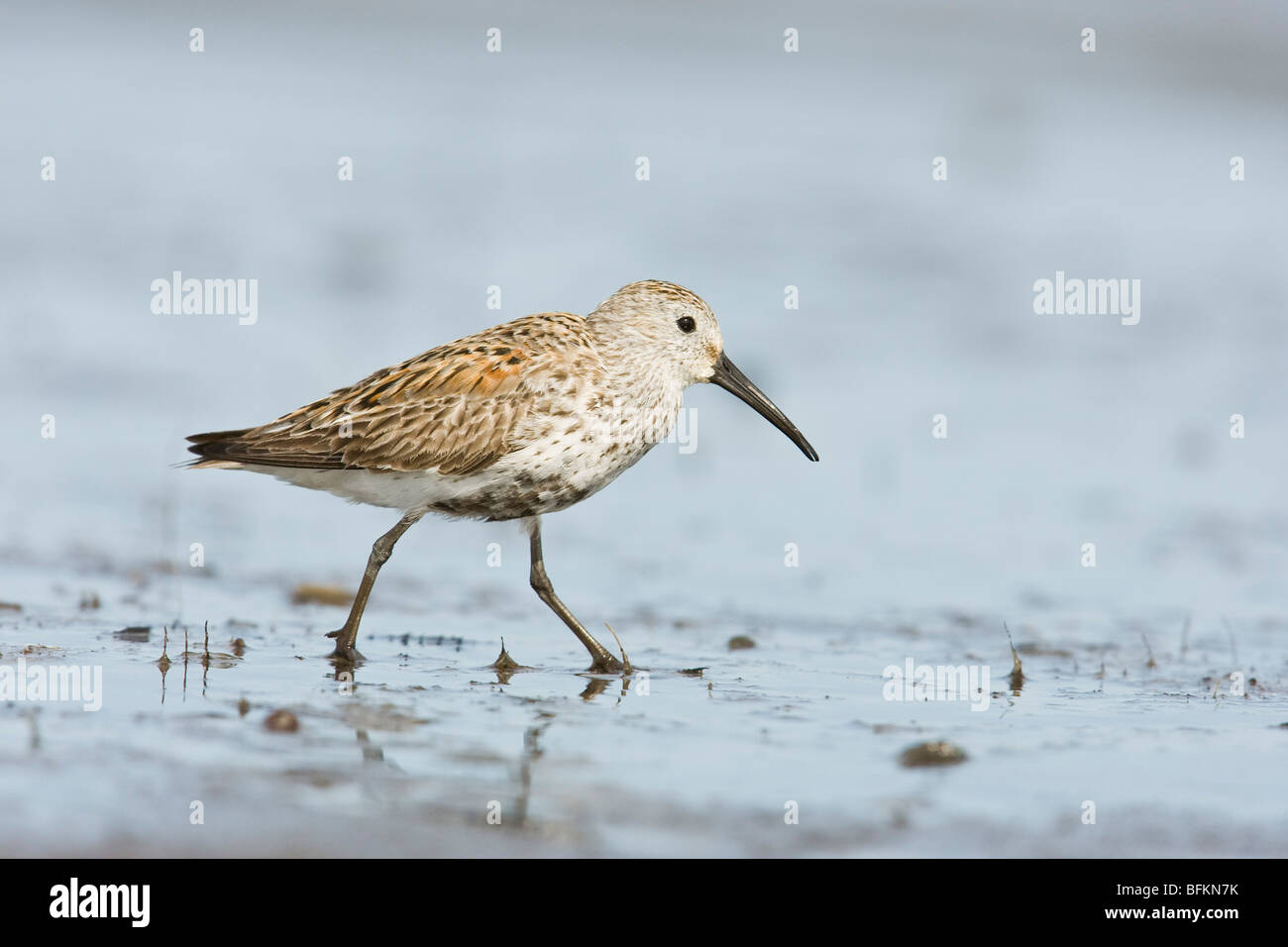 Le Bécasseau variable (Calidris alpina) Banque D'Images
