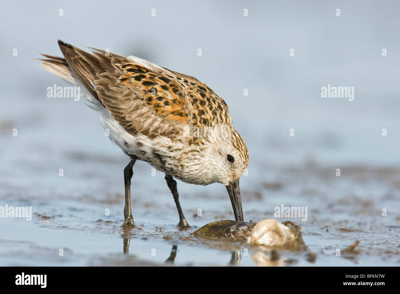 Le Bécasseau variable (Calidris alpina) Banque D'Images