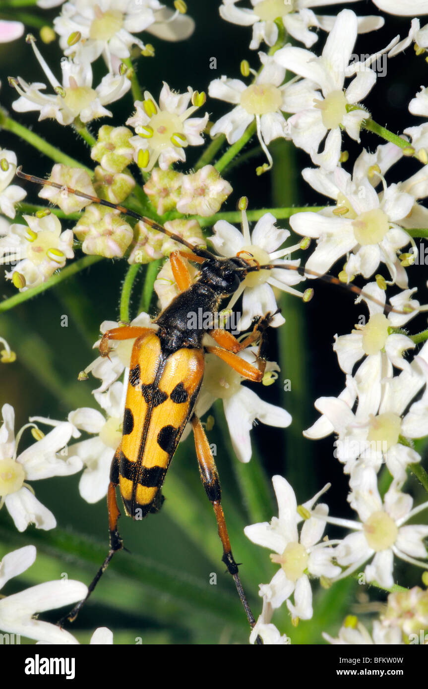 Longhorn Beetle (Strangalia maculata) Slovénie, août. Banque D'Images