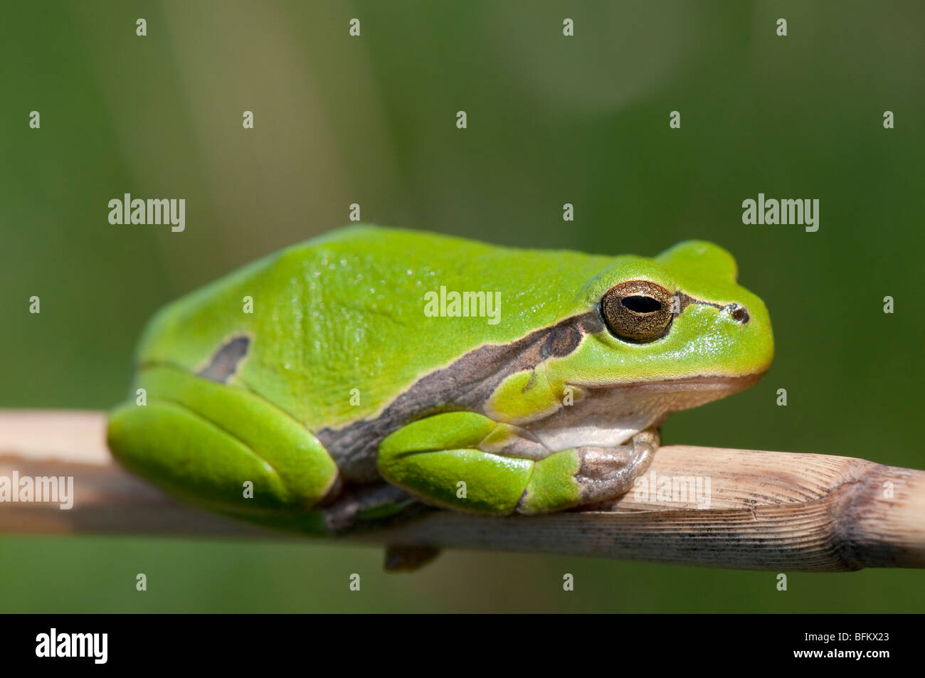 Europäische Laubfrosch (Hyla arborea) - common tree frog - à partir de l'Europe Banque D'Images