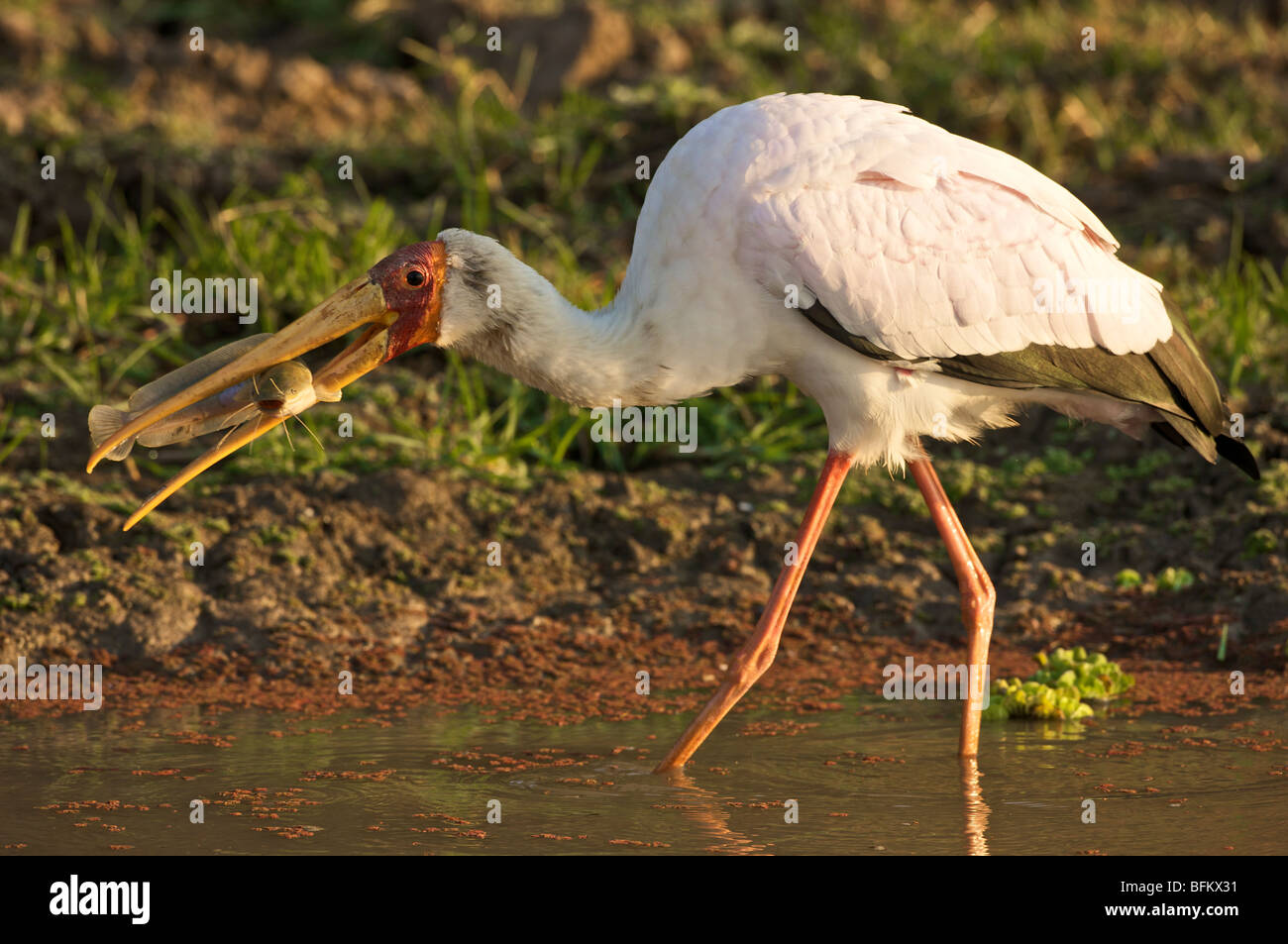 Yellowbilled Stork attrapé un poisson-chat Banque D'Images