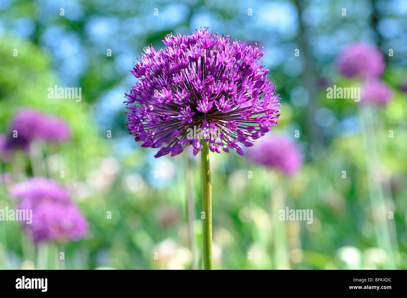 L'allium Globemaster flower Banque D'Images