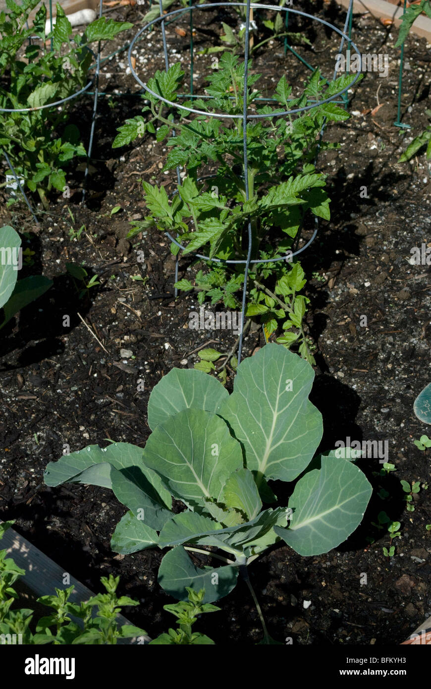 Chou vert starter plante dans un jardin d'accueil lit soulevé avec un plant de tomate,en cage dans l'arrière-plan. Banque D'Images