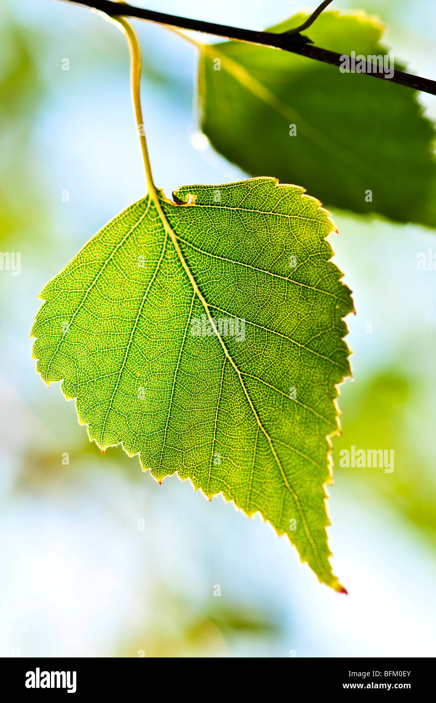 Arbre branche de bouleau avec des feuilles vertes closeup Banque D'Images