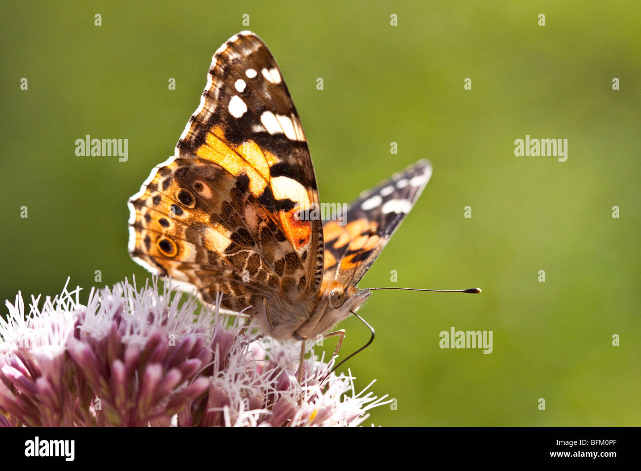 Papillon belle Dame sur la bardane plante, England UK Banque D'Images