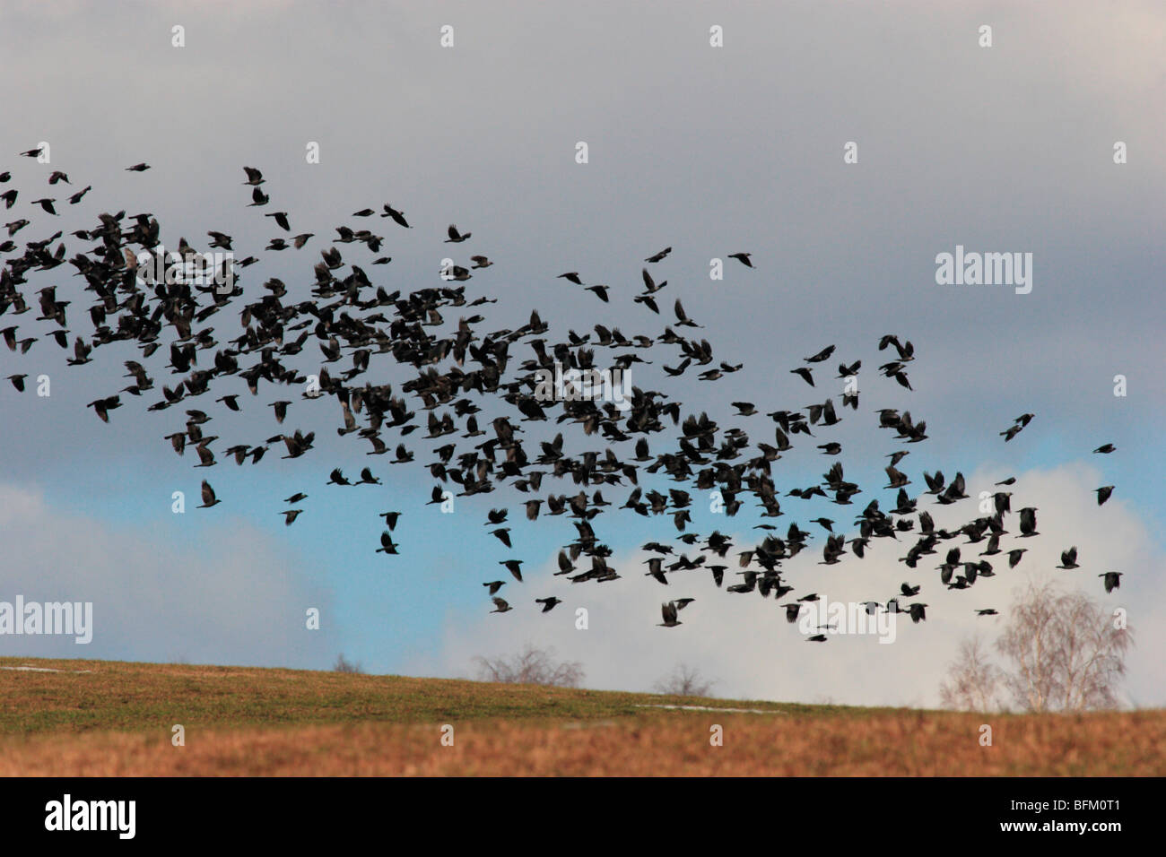 De grandes bandes de corbeaux à capuchon migrateurs retour à leurs aires de reproduction dans le nord de la Suède Banque D'Images