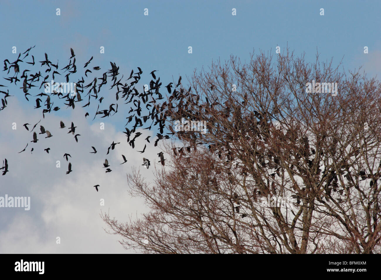 De grandes bandes de corbeaux à capuchon migrateurs retour à leurs aires de reproduction dans le nord de la Suède Banque D'Images