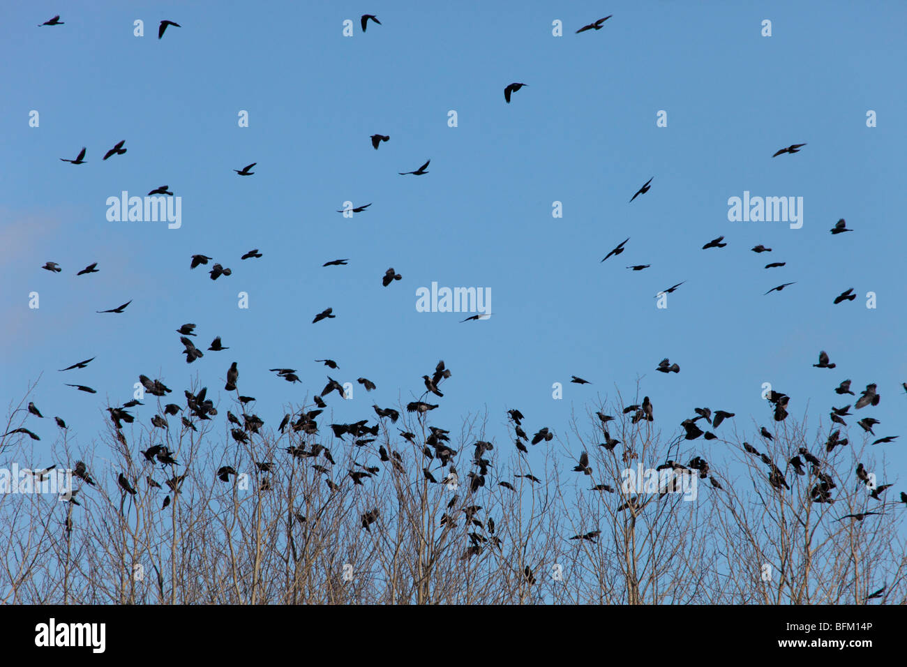 De grandes bandes de corbeaux à capuchon migrateurs retour à leurs aires de reproduction dans le nord de la Suède Banque D'Images