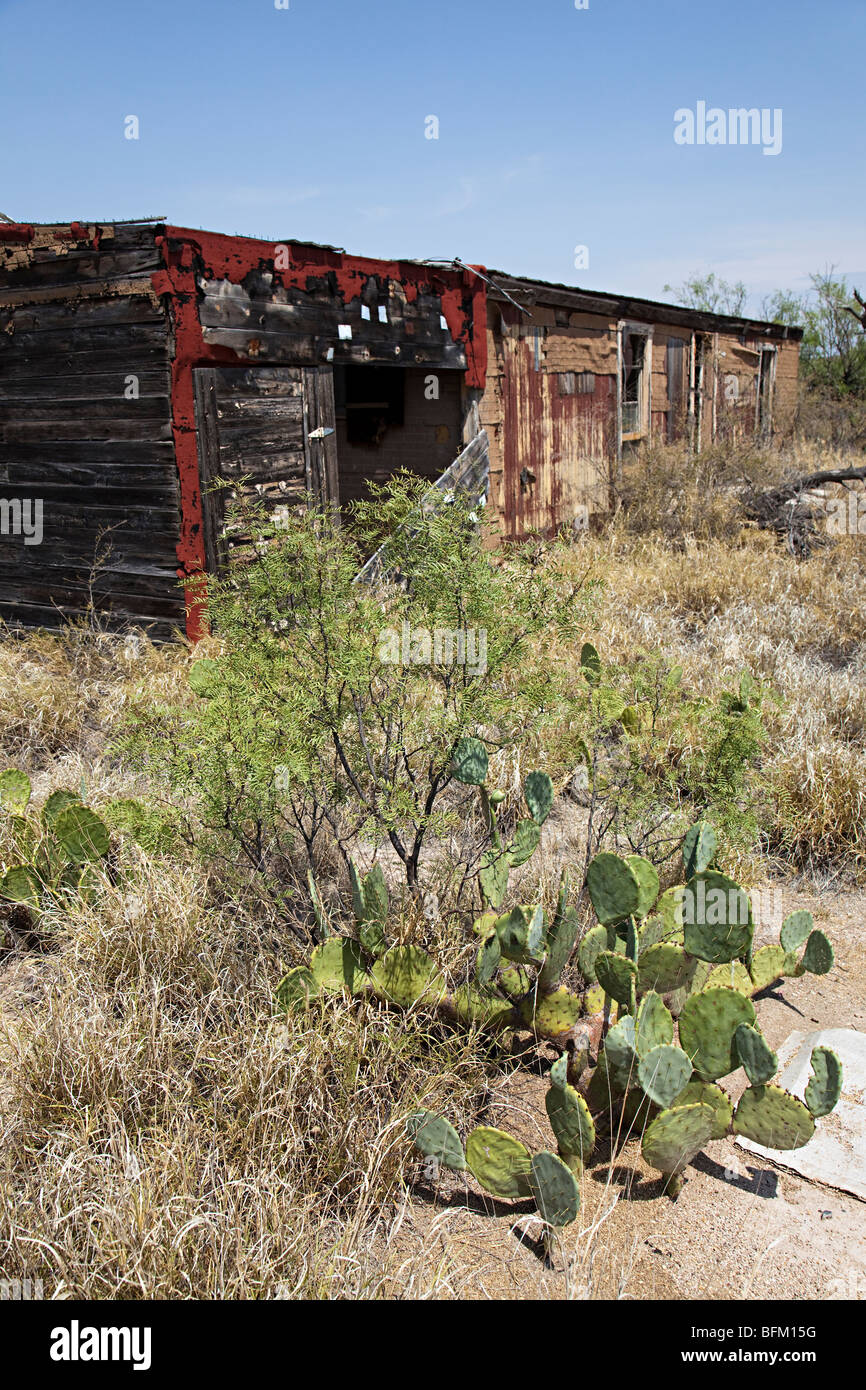 Cactus et ruines de bâtiment en ville fantôme de Langtry, Texas USA Banque D'Images