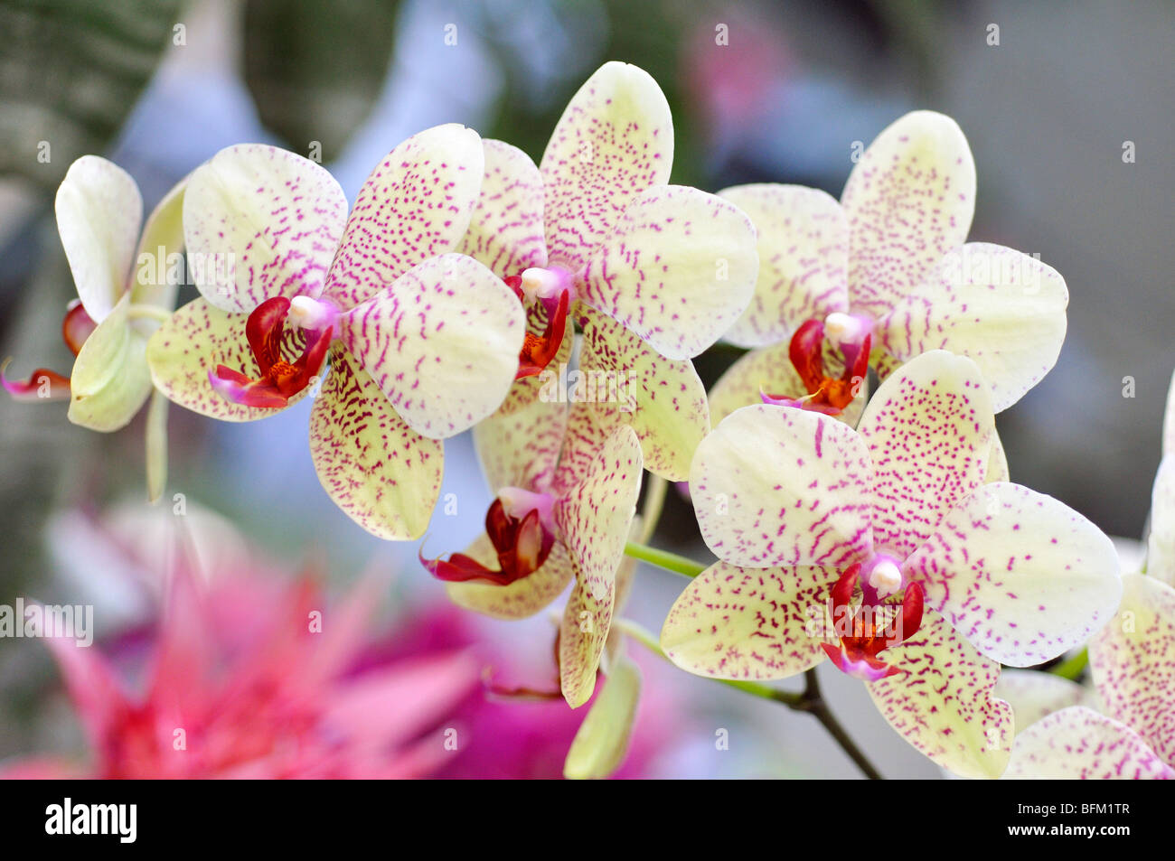 White spotted orchid Banque D'Images