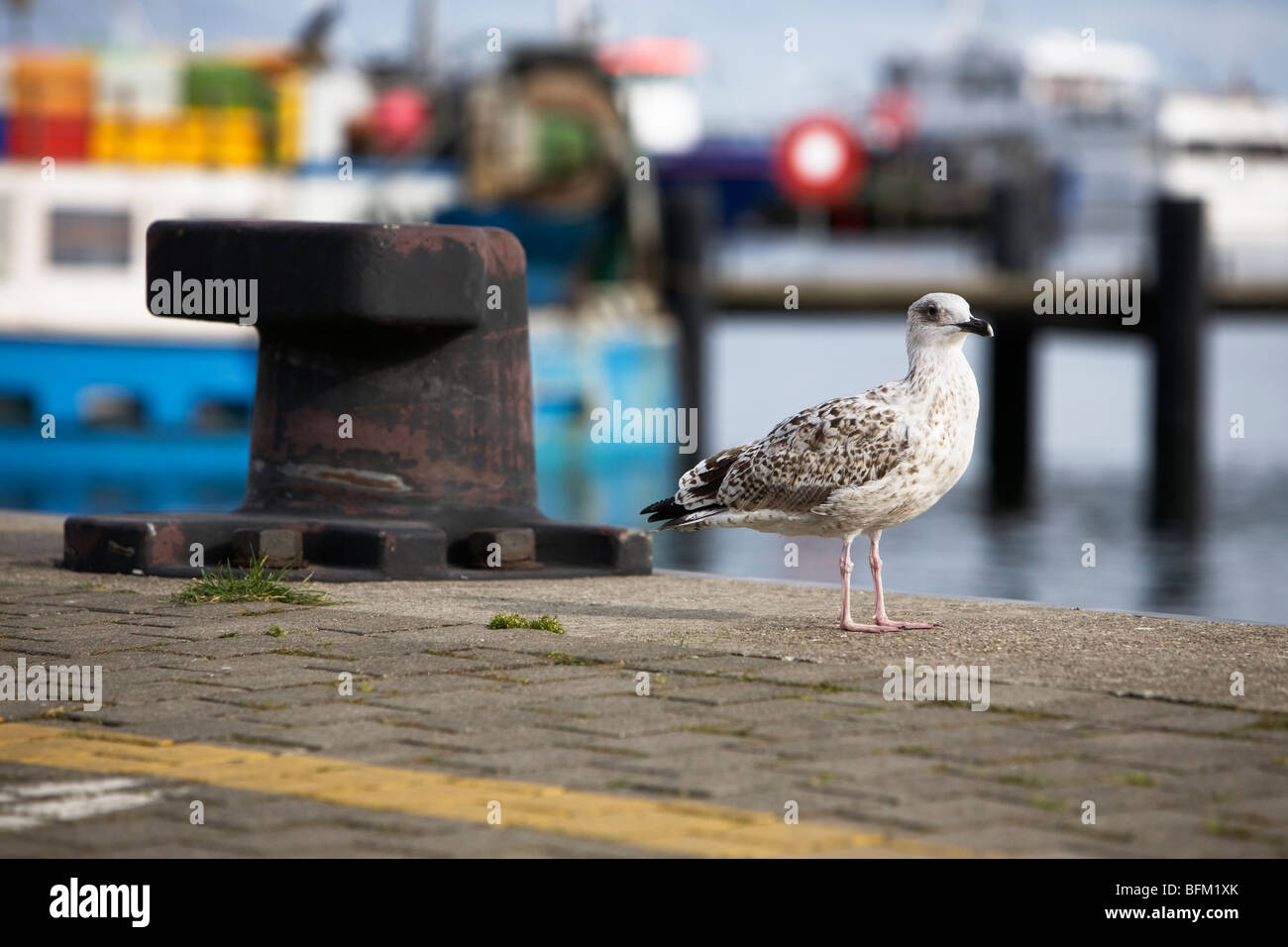 Seagull et Rusty bollard en port de Sassnitz, Allemagne Banque D'Images