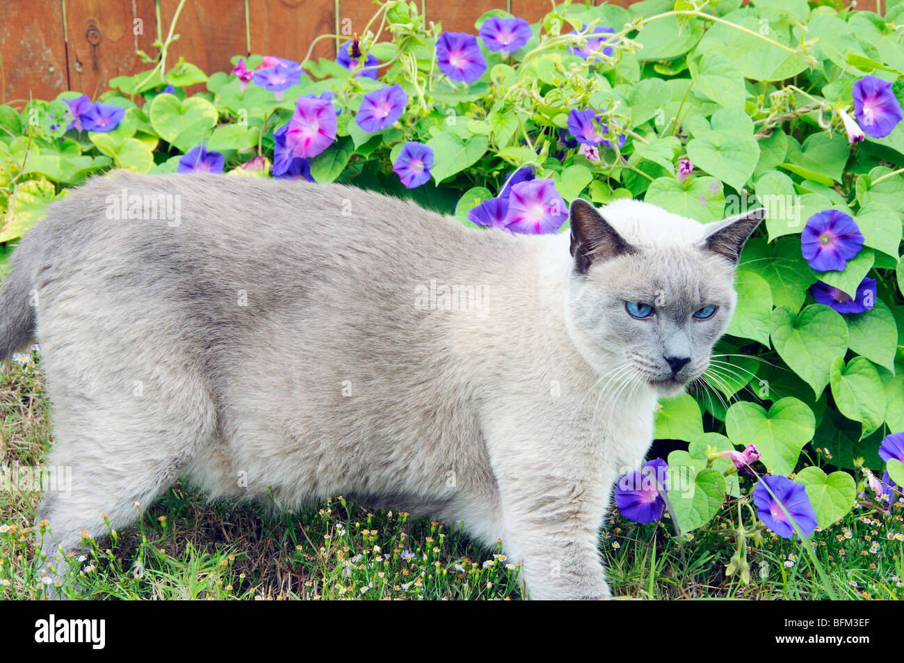 Chat Siamois Blue Point Photo Stock Alamy