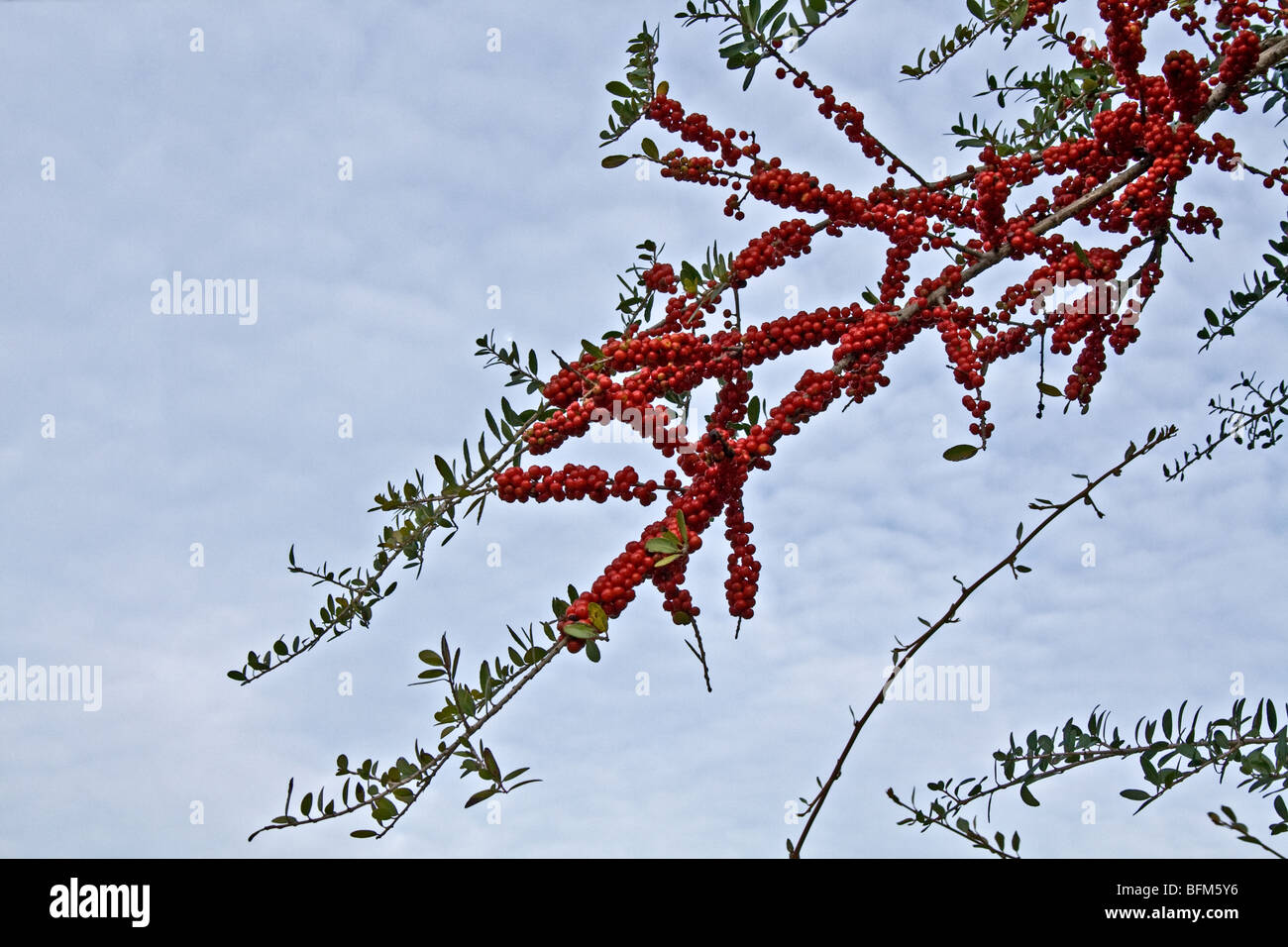 Branche d'un arbre Holly avec baies rouge vif contre un ciel bleu voilé Banque D'Images