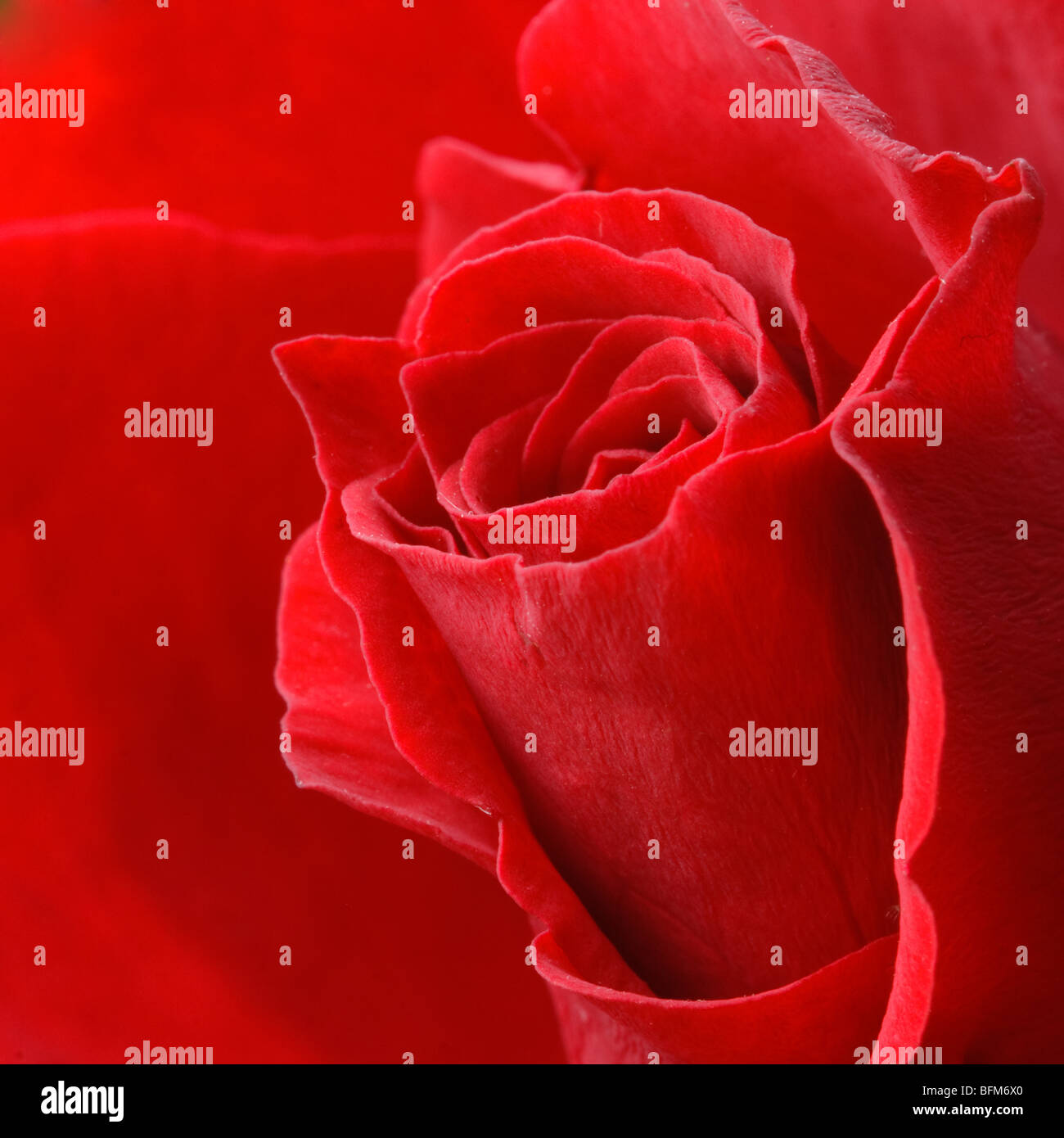 Rose rouge close-up Banque D'Images