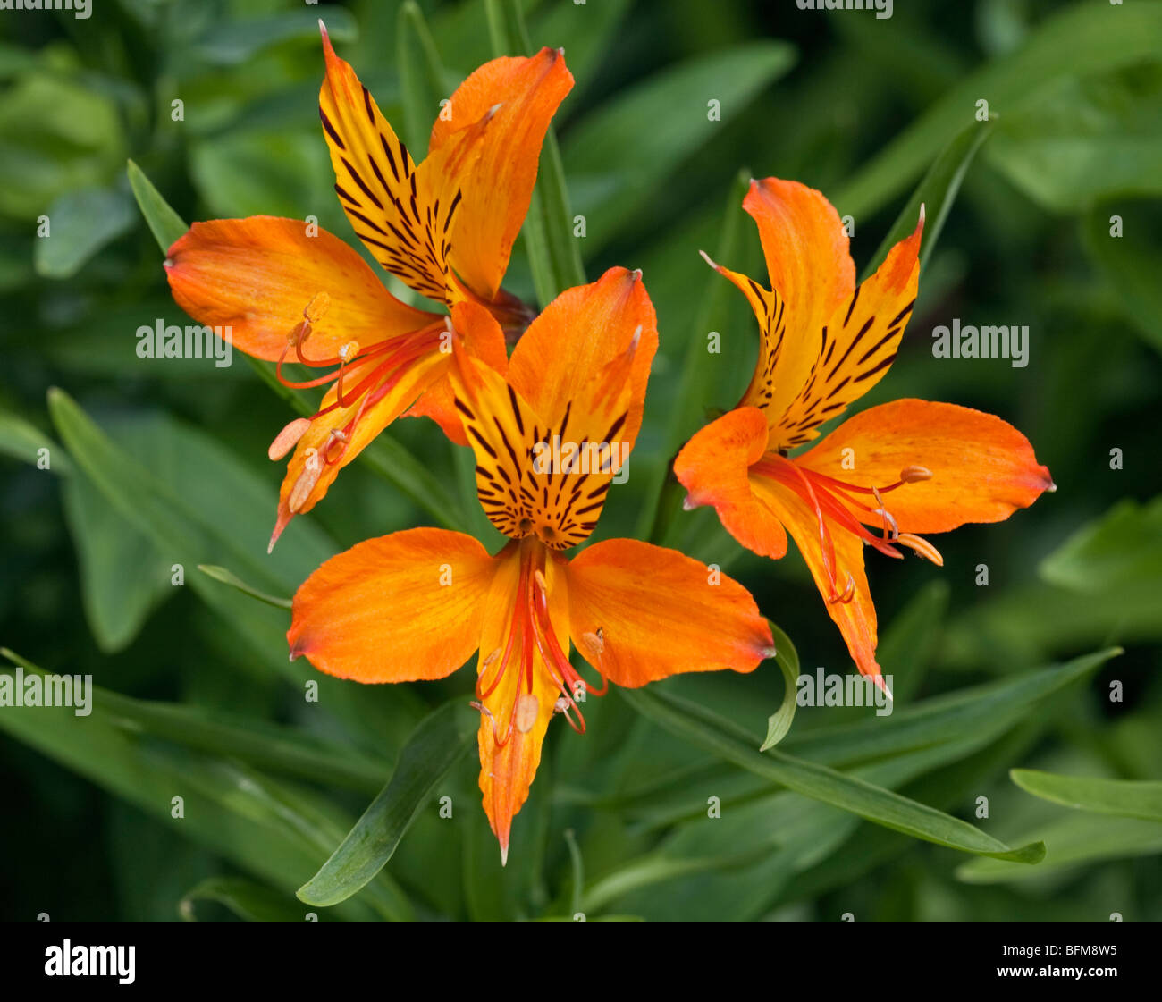 L'Alstroemeria aurea (Peruvian Lily/Lis des Incas) Banque D'Images