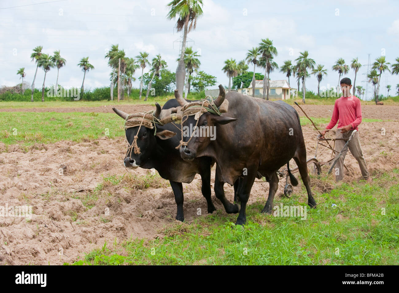 Garçon avec des boeufs de labour de l'équipe champ de tabac à Pinar del Rio, Cuba Banque D'Images