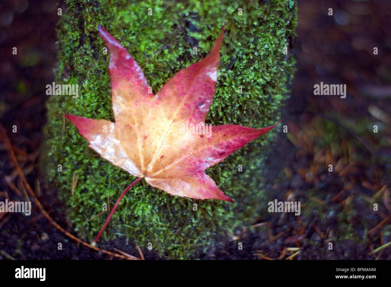 Couleurs d'automne changement de saison automne tourne dans les feuilles couleur Banque D'Images